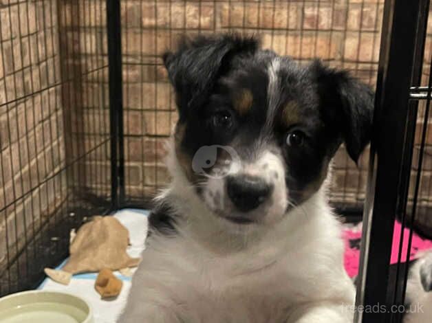 2 beautiful border collie puppies for sale in Southampton, Hampshire - Image 4