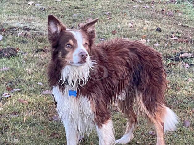 2 beautiful border collie puppies for sale in Southampton, Hampshire - Image 5