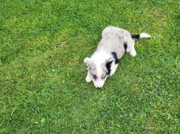 2 beautiful collie pups looking for loving homes for sale in Wells, Somerset - Image 1