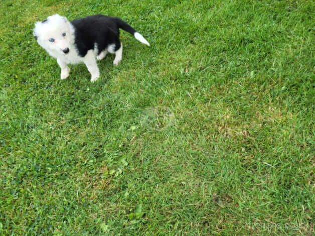 2 beautiful collie pups looking for loving homes for sale in Wells, Somerset - Image 2