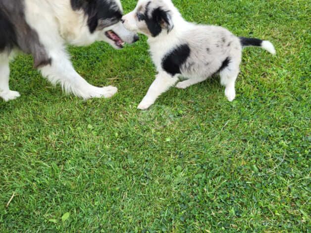 2 beautiful collie pups looking for loving homes for sale in Wells, Somerset - Image 3