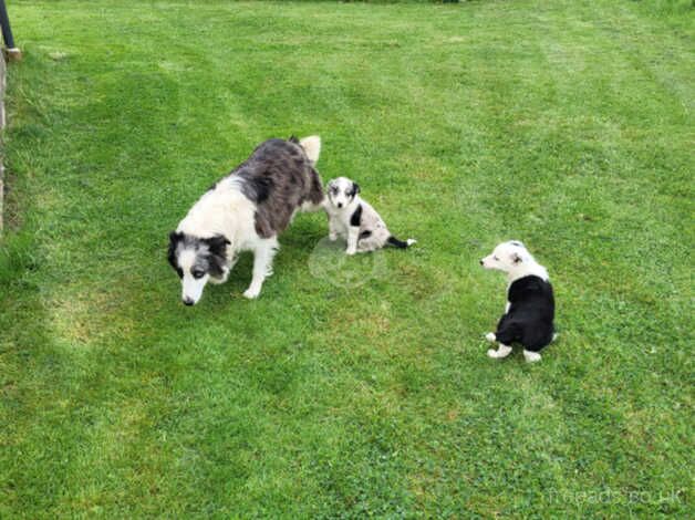 2 beautiful collie pups looking for loving homes for sale in Wells, Somerset - Image 4