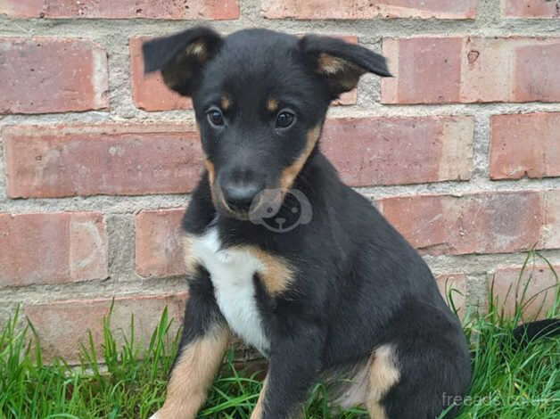 2 Border Collie Boys for sale in Newtown/Y Drenewydd, Powys