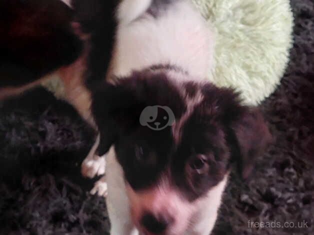 2 border collie for sale in Biddulph, Staffordshire - Image 2