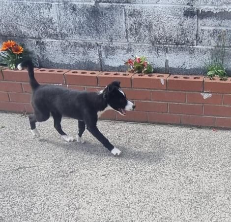 2 border collie puppies available for sale in Rhymney/Rhymni, Caerphilly