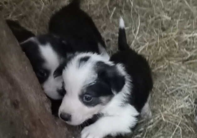 2 Border Collie Puppies left from litter of 8 for sale in Tavistock, Devon