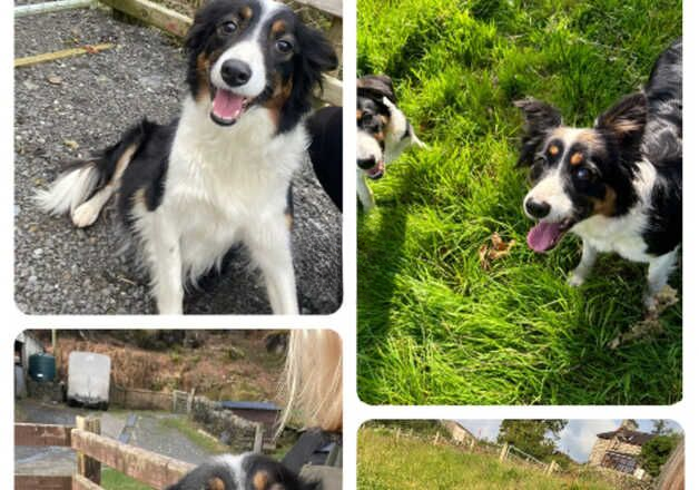 2 border collie puppies looking for their forever home for sale in Dolwyddelan, Conwy - Image 2