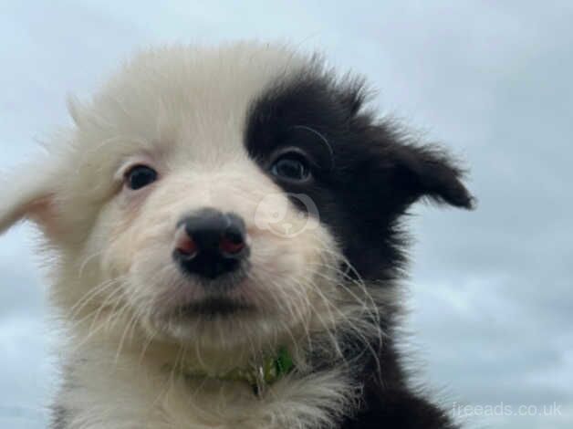 2 Boy collie pups for sale in Castlewellan, Down