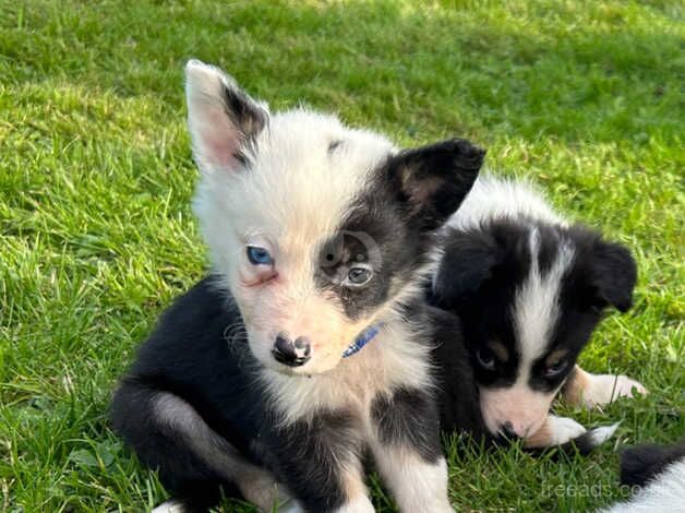 2 Boy collie pups for sale in Castlewellan, Down - Image 2