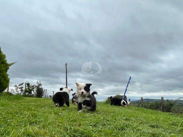 2 Boy collie pups for sale in Castlewellan, Down - Image 3