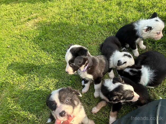 2 Boy collie pups for sale in Castlewellan, Down - Image 4