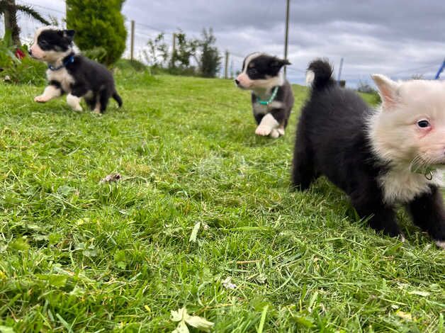 2 Boy collie pups for sale in Castlewellan, Down - Image 5