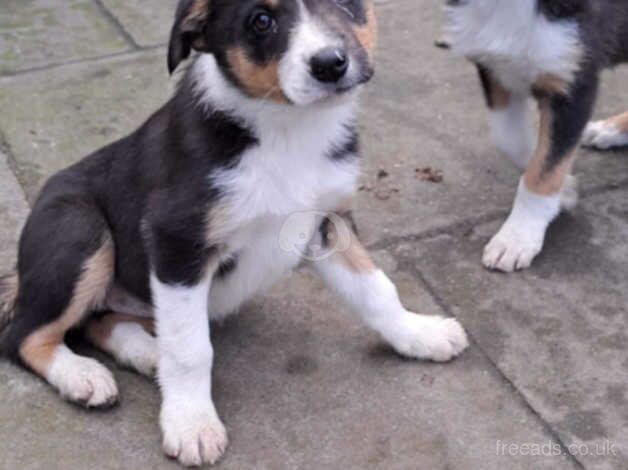 2 collie bitches for sale in Bathgate, West Lothian