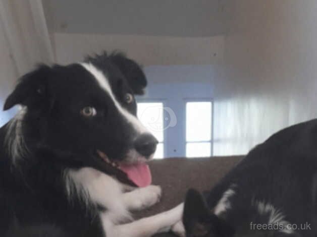 2 collies. 2&3 yrs for sale in Halesowen, West Midlands