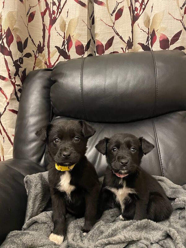 2 Female Collie x Lab pups for sale in Newry, County Armagh