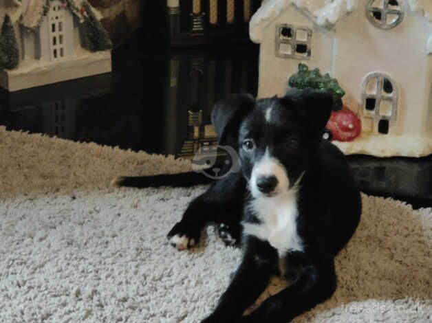 2 female collies to good home for sale in Newquay, Cornwall - Image 3