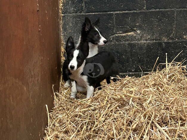 2 females left ready to go for sale in Bradford, West Yorkshire - Image 1