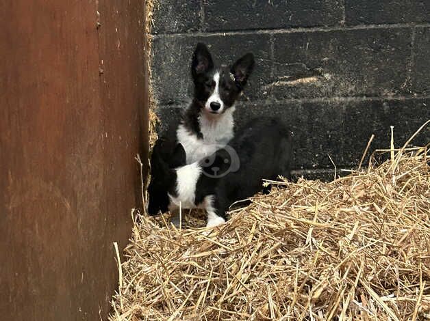 2 females left ready to go for sale in Bradford, West Yorkshire - Image 2