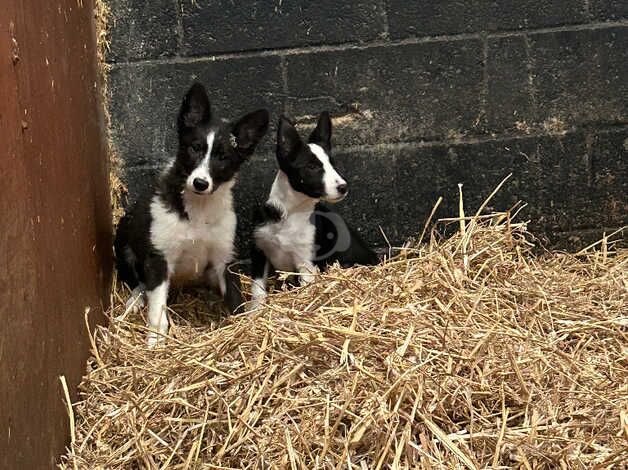 2 females left ready to go for sale in Bradford, West Yorkshire - Image 3