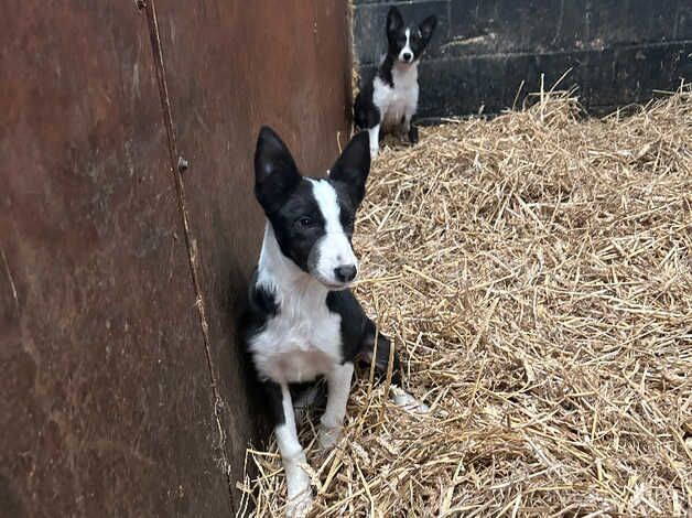 2 females left ready to go for sale in Bradford, West Yorkshire - Image 4