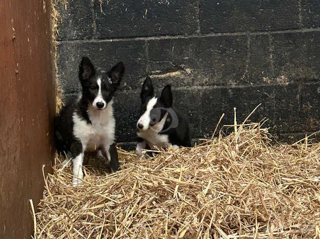 2 females left ready to go for sale in Bradford, West Yorkshire - Image 5