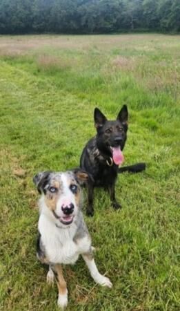 2 gorgeous blue tri merle boys for sale in Enfield, Enfield, Greater London - Image 1