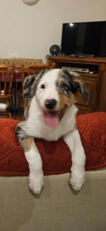 2 gorgeous blue tri merle boys for sale in Enfield, Enfield, Greater London - Image 2