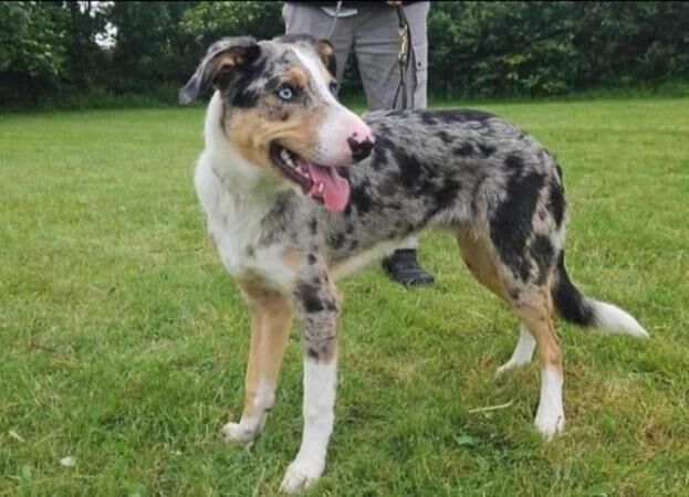 2 gorgeous blue tri merle boys for sale in Enfield, Enfield, Greater London - Image 3