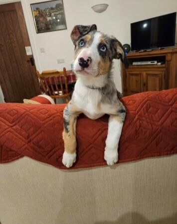 2 gorgeous blue tri merle boys for sale in Enfield, Enfield, Greater London - Image 4