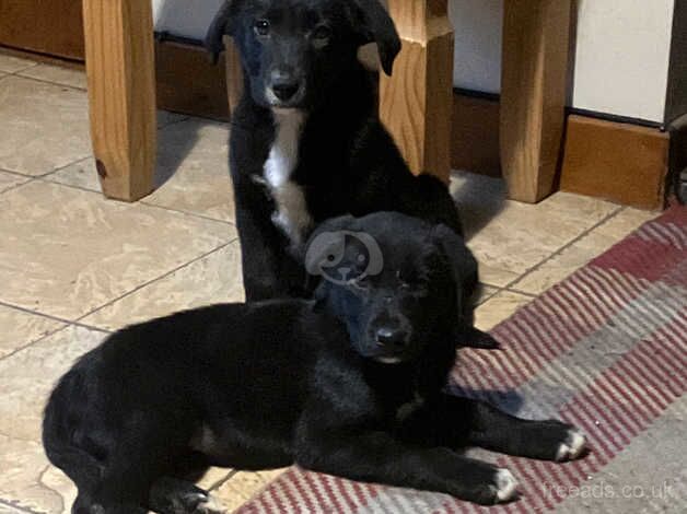 2 Gorgeous Border Collie x Fox Red Labrador Girls for sale in Bala/Y Bala, Gwynedd