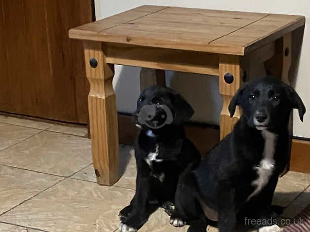 2 Gorgeous Border Collie x Fox Red Labrador Girls for sale in Bala/Y Bala, Gwynedd - Image 3