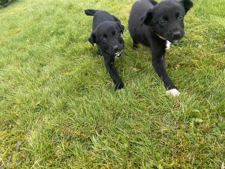 2 Lab x Collie Pups - Female for sale in Newry, County Armagh