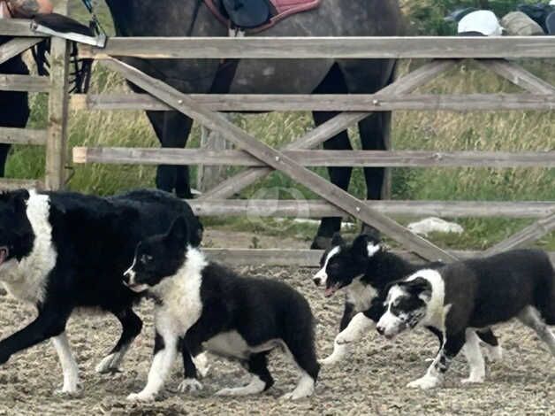 beautiful border collie puppies ready to leave for sale in Bradford, West Yorkshire - Image 1