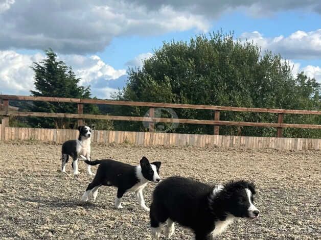 beautiful border collie puppies ready to leave for sale in Bradford, West Yorkshire - Image 3