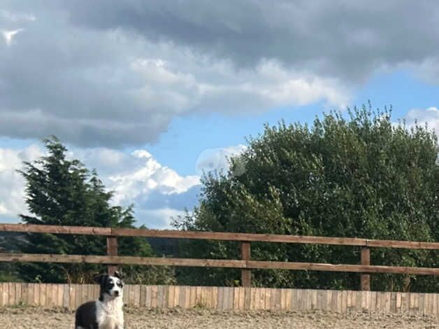 beautiful border collie puppies ready to leave for sale in Bradford, West Yorkshire - Image 4