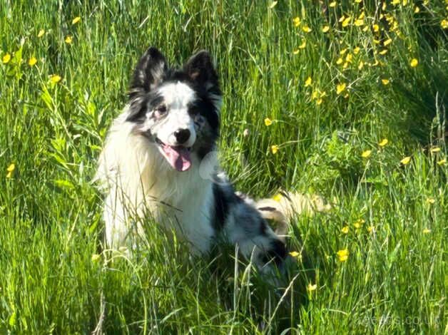 beautiful border collie puppies ready to leave for sale in Bradford, West Yorkshire - Image 5