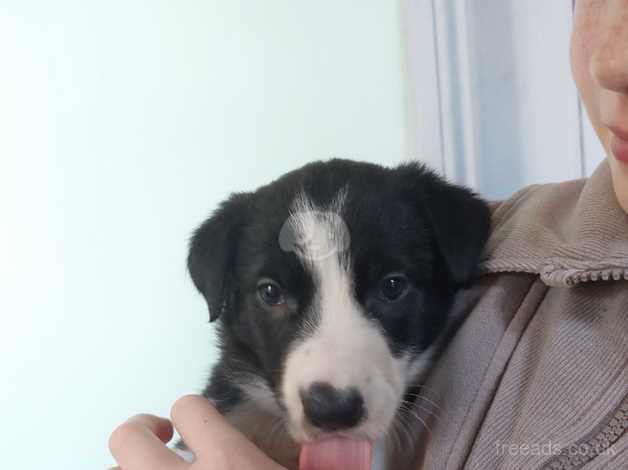 2 male border collie puppies for sale in Preston, Lancashire