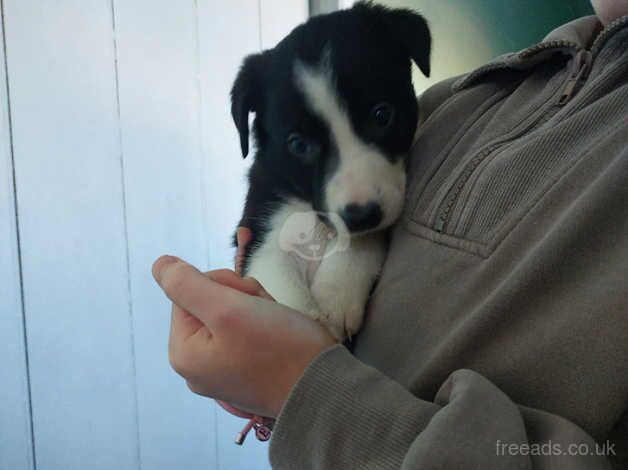 2 male border collie puppies for sale in Preston, Lancashire - Image 2