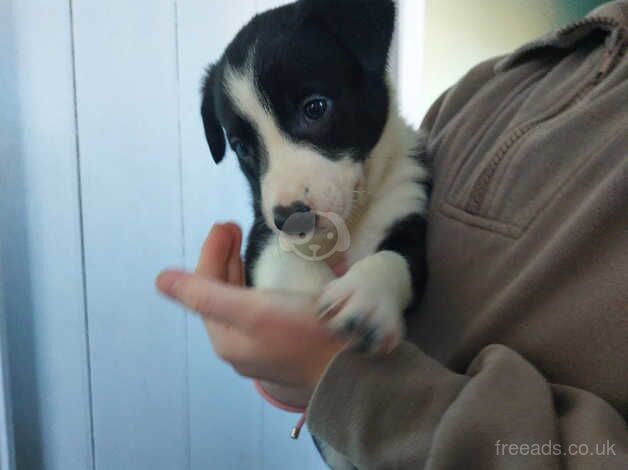 2 male border collie puppies for sale in Preston, Lancashire - Image 3