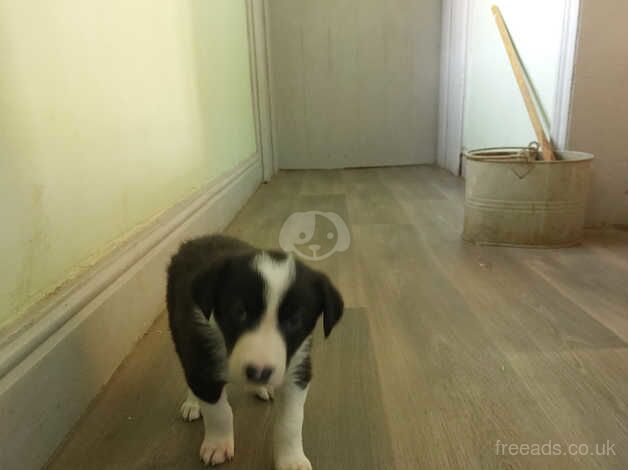 2 male border collie puppies for sale in Preston, Lancashire - Image 4