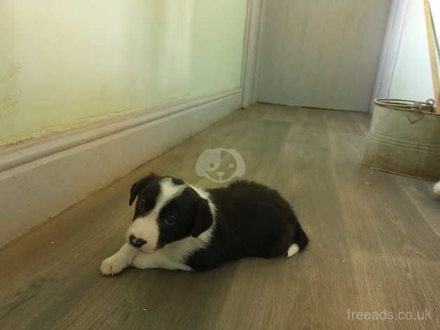 2 male border collie puppies for sale in Preston, Lancashire - Image 5