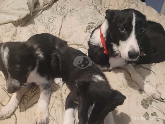 2 male Border collie puppies for sale in Wolverhampton, West Midlands