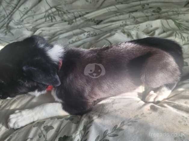 2 male Border collie puppies for sale in Wolverhampton, West Midlands - Image 3