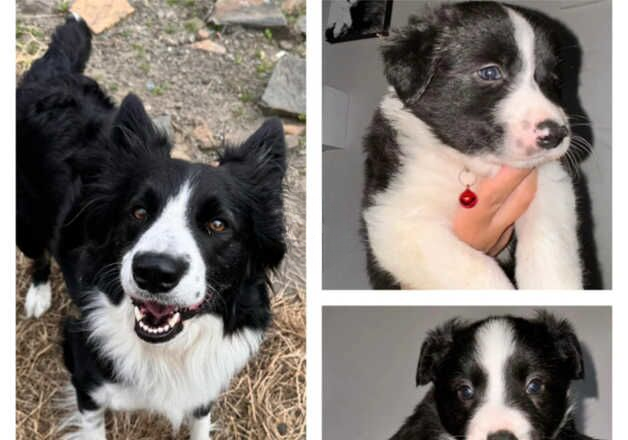 2 male border collie pups - 8 weeks old. for sale in Pentre, Powys