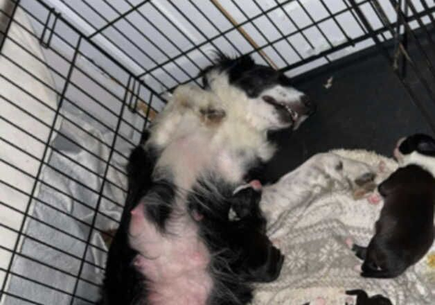 2 male border collie pups - 8 weeks old. for sale in Pentre, Powys - Image 2