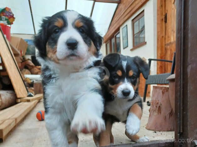 2 Tri colour Border Collie Puppies for sale in Saxmundham, Suffolk