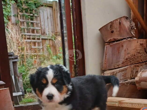 2 Tri colour Border Collie Puppies for sale in Saxmundham, Suffolk - Image 2