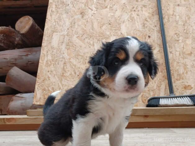 2 Tri colour Border Collie Puppies for sale in Saxmundham, Suffolk - Image 3