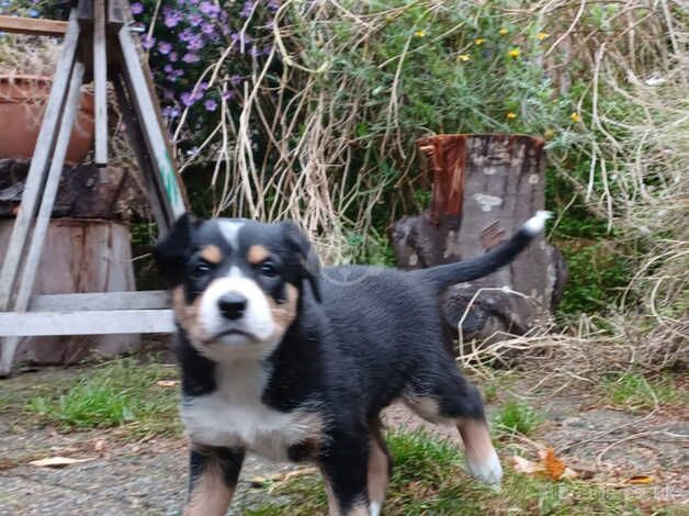 2 Tri colour Border Collie Puppies for sale in Saxmundham, Suffolk - Image 4