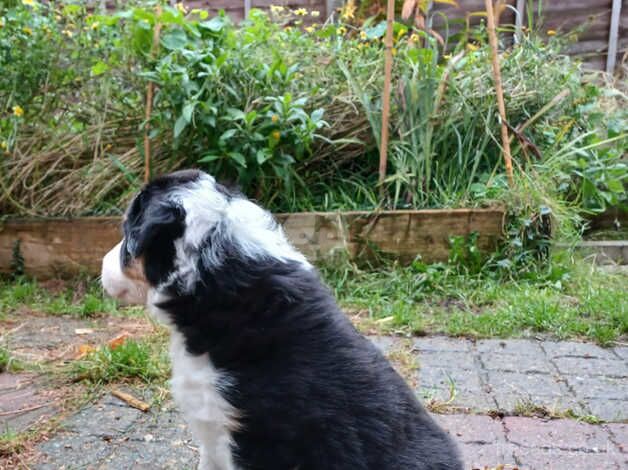 2 Tri colour Border Collie Puppies for sale in Saxmundham, Suffolk - Image 5